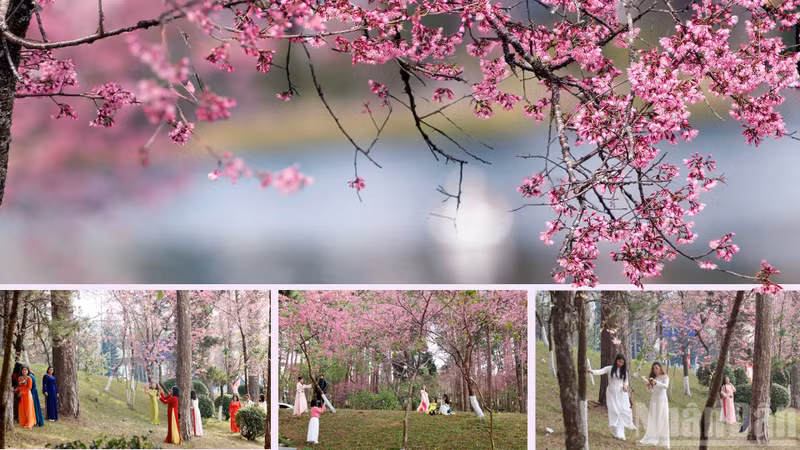 Under the gentle golden sunlight of the highland spring, clusters of delicate petals sway in the breeze, creating a dreamlike scene.