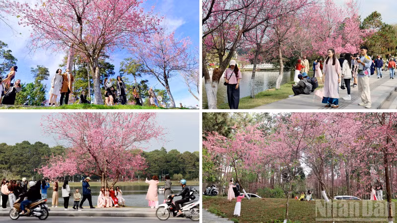 At this time of year, hillsides, roads, and sloping streets across the Lang Biang Plateau are bathed in a pinkish-purple glow of wild cherry blossoms.