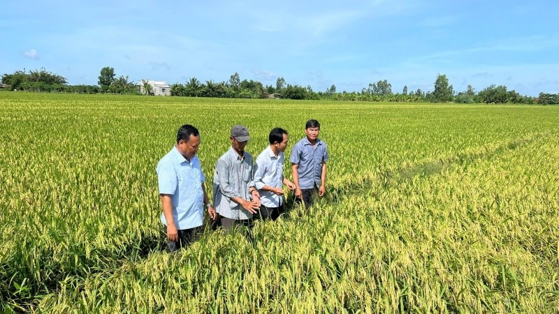 A smart rice field in Tan Xuan Commune, Vinh Long Province