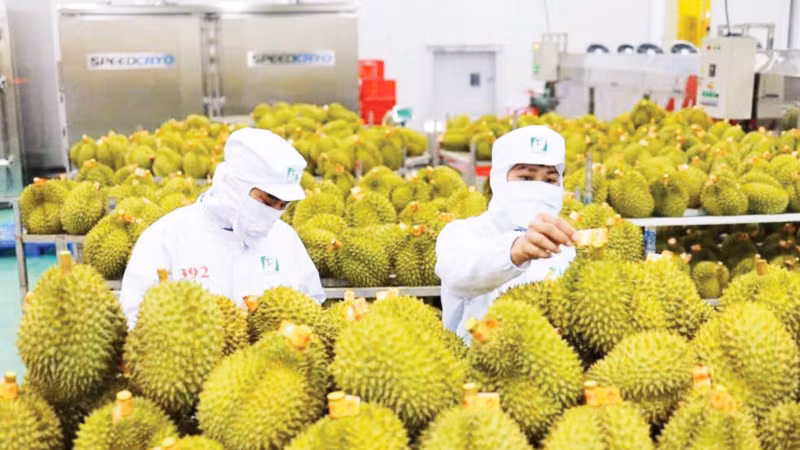 Durian inspection before export at Chanh Thu Fruit Import-Export Group Joint Stock Company. (Photo courtesy of Chanh Thu Group)