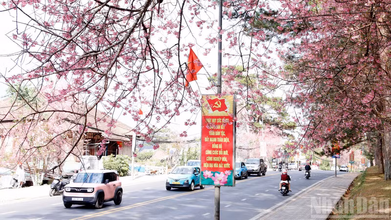 Flower-lined roads glow with wild Himalayan cherry blossoms across flower-rich Lam Dong.