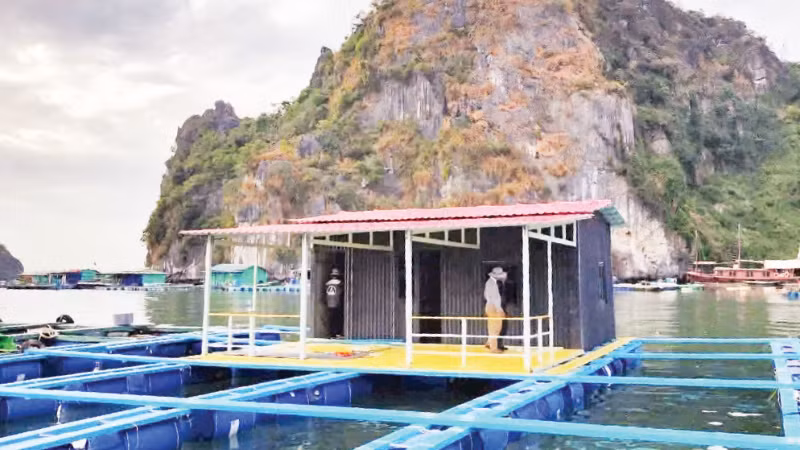 Testing HDPE marine cages in the waters of Quang Ninh Province. (Photo: VAN NGOC)