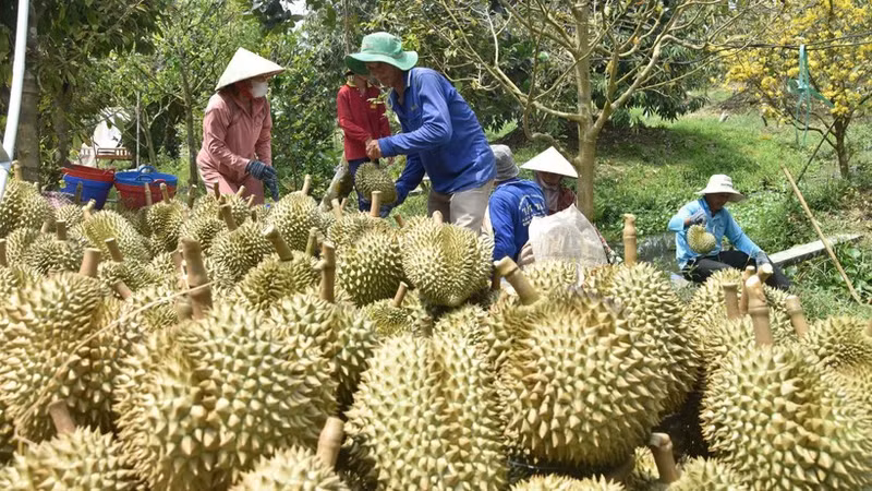 Thanks to the switch to durian cultivation, many farmers in Tien Giang have risen out of poverty and achieved prosperity.