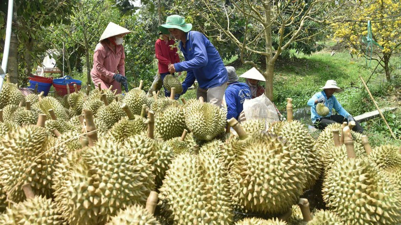 Thanks to the switch to durian cultivation, many farmers in Tien Giang have risen out of poverty and achieved prosperity.