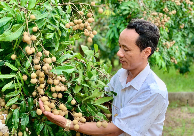 Farmers in Khoai Chau Commune, Hung Yen Province, enjoy a bumper longan harvest.