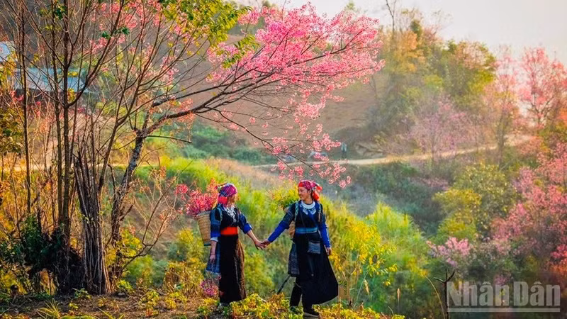 The pristine beauty of To day flowers in Mu Cang Chai. (Photo: Thanh Son)