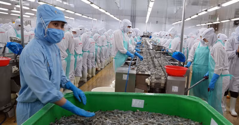 Workers process shrimp for export in the southernmost province of Ca Mau. (Photo: VNA)
