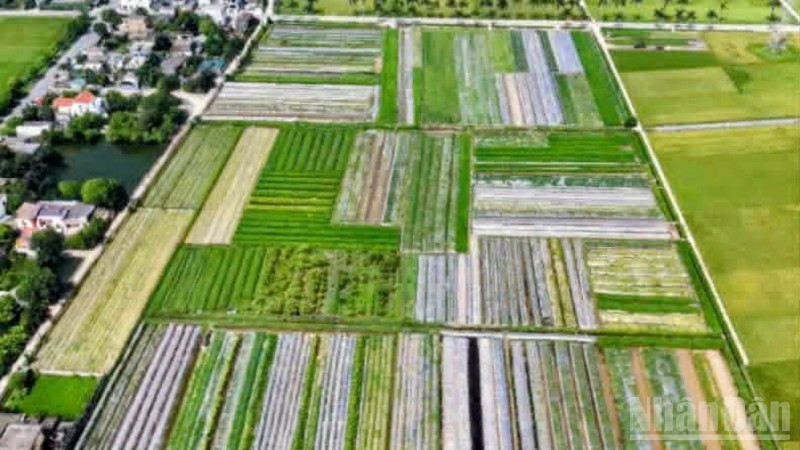 Hoang Luong Southern Herbal Cooperative, Hung Yen Province, has developed more than 70 hectares of medicinal plant cultivation areas.