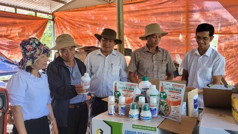 Authorities in Dak Lak Province guide farmers in the use of biological plant protection products. (Photo: Hoai Anh)