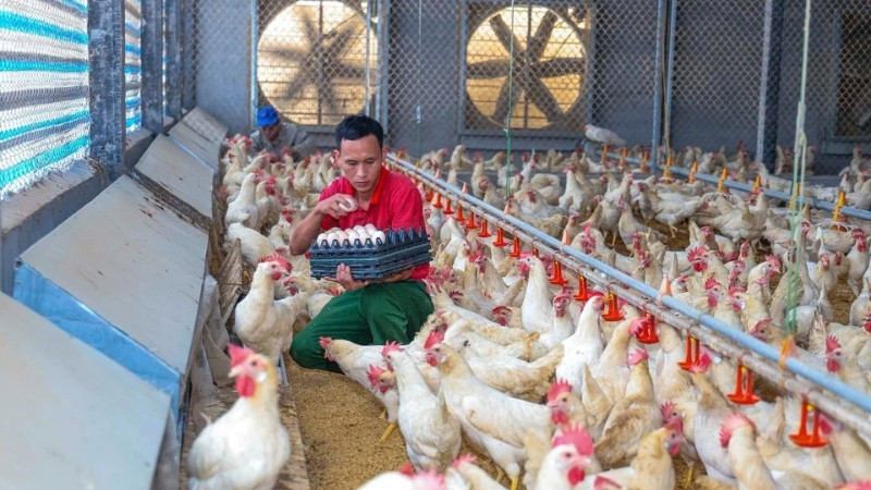 A poultry farm in Tam Duong commune (Phu Tho), specialising in fayoumi (Egyptian chicken), has been built under a closed-loop model applying advanced technology. (Photo: TRA HUONG)