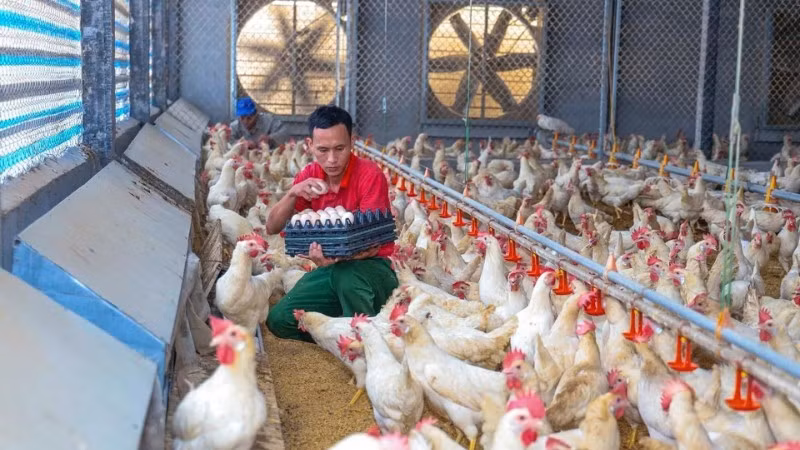 A poultry farm in Tam Duong commune (Phu Tho), specialising in fayoumi (Egyptian chicken), has been built under a closed-loop model applying advanced technology. (Photo: TRA HUONG)