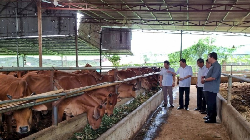 Toan Phat Cooperative in Son La raises hundreds of cattle without unpleasant odours, thanks to its use of bio-organic bedding. (Photo: Tue Linh)