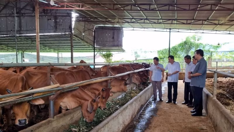 Toan Phat Cooperative in Son La raises hundreds of cattle without unpleasant odours, thanks to its use of bio-organic bedding. (Photo: Tue Linh)