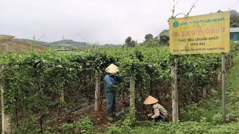 Each year, Pu Mat Medicinal Herbs Joint Stock Company cultivates and purchases around 400 tonnes of raw materials to produce seven four-star OCOP products, including Ca Gai Leo herbal tea bags, Day Thia Canh herbal tea bags, Giao Co Lam herbal tea bags, instant Ca Gai Leo tea, instant Day Thia Canh tea, Ca Gai Leo herbal extract, and Day Thia Canh herbal extract, as well as four three-star OCOP products comprising Day Thia Canh herbal pills, Ca Gai Leo herbal pills, Pu Mat calming herbal tea bags, and large-leaf Day Thia Canh herbal tea bags.