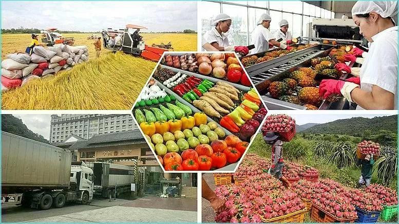 Vietnam gains 28.04 billion USD from exporting agro-forestry-fishery products in the first five months of the year. (Photo: congthuong.vn)