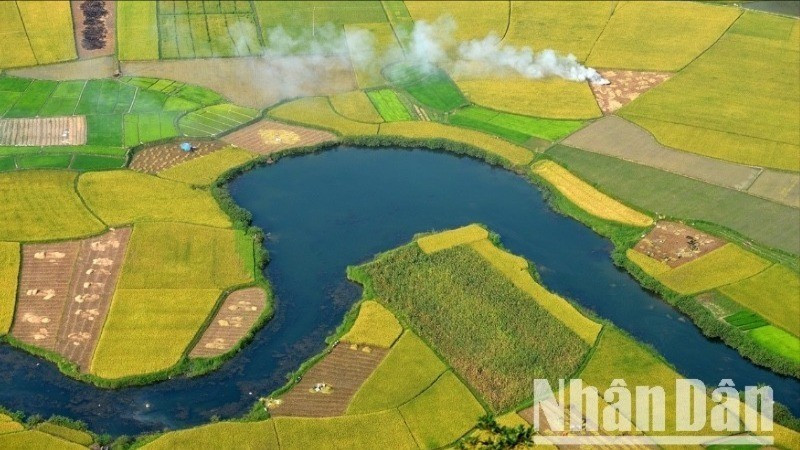 Bac Son fields during the rice harvest season. (Photo: VU LINH)