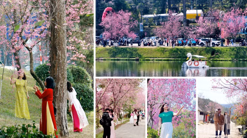 Nature has endowed the highland city of Da Lat with a cool climate and beautiful landscapes. Shaped further by human hands, the mountain city glows even more brilliantly in the alluring pink of cherry blossoms.