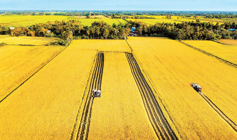 A harvest on a large-scale rice field in the Mekong Delta. (Photo: Nguyen Thanh Dung)