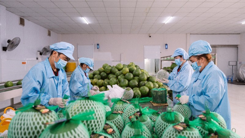 Packing pomelos for export at Vina T&T Group. (Photo: MINH ANH)