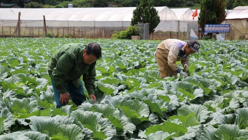 Members of the Tu Nhien Safe Vegetable Cooperative in Moc Son Ward, Son La Province tend to their crops.