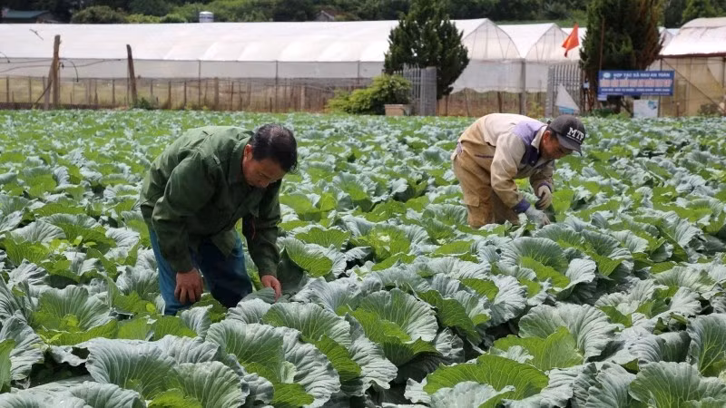 Members of the Tu Nhien Safe Vegetable Cooperative in Moc Son Ward, Son La Province tend to their crops.