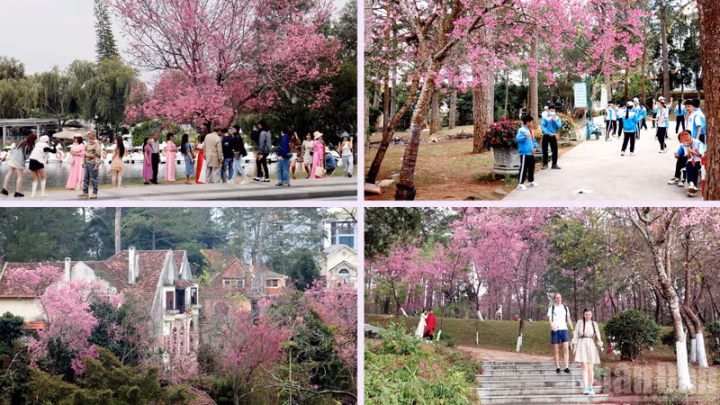 As spring arrives in Da Lat, the intoxicating pink-violet tones of wild cherry blossoms spread across streets and avenues — from the romantic shores of Xuan Huong Lake to schoolyards, offices, and beneath whispering pine canopies.