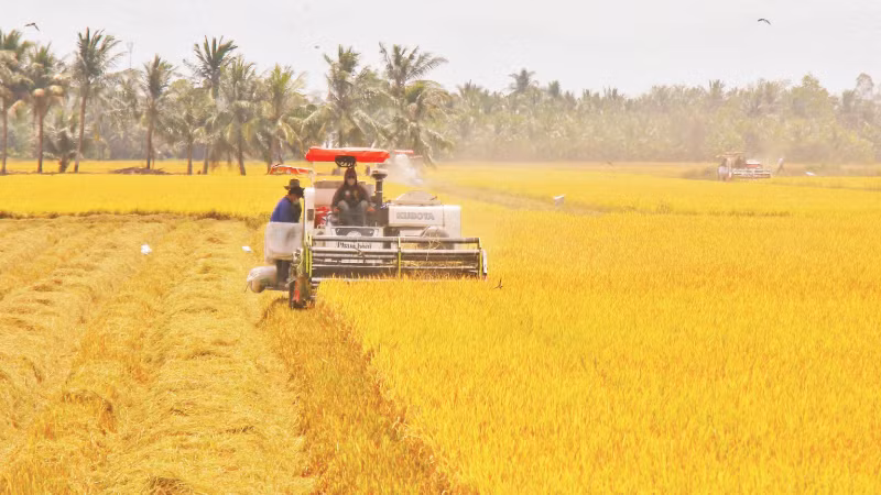 Farmers harvest rice in Vinh Thuan Dong Commune, Can Tho City. (Photo: VNA)