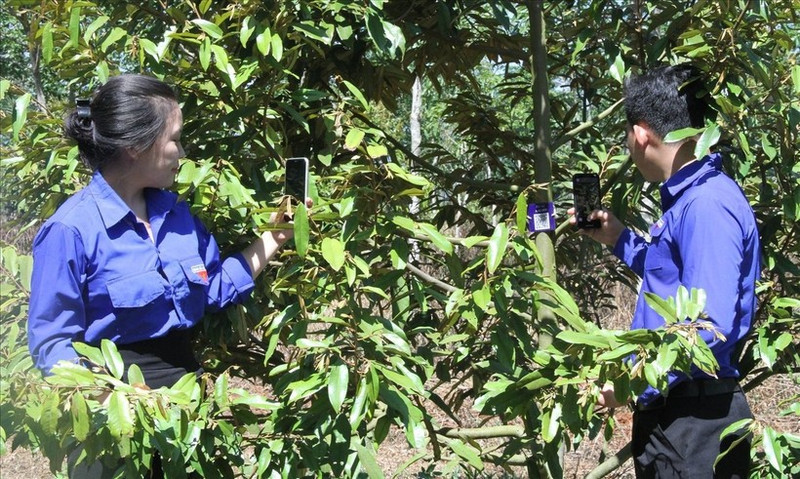 Tens of thousands of durian trees in Dak Lak province and neighbouring areas have been tagged with QR codes to enable clear traceability. (Source: Viet Nam Consumers Protection Association)