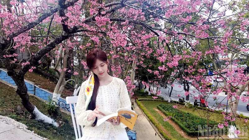 It is truly delightful to lose oneself beneath Da Lat’s wild cherry trees, reading romantic novels or savouring a cup of coffee with a lingering sweetness, like a first kiss.