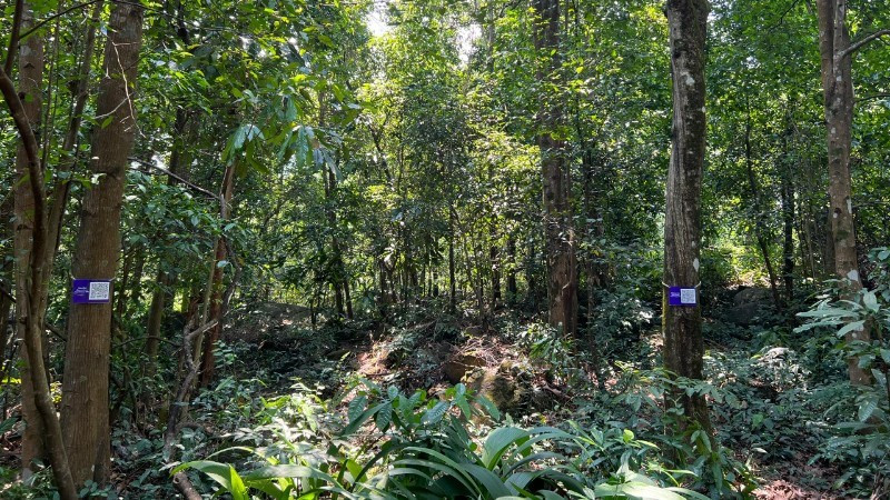 A Troi tree affixed with a QR code in the Bac Hai Van area.