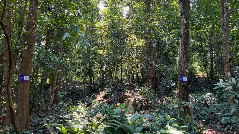 A Troi tree affixed with a QR code in the Bac Hai Van area.
