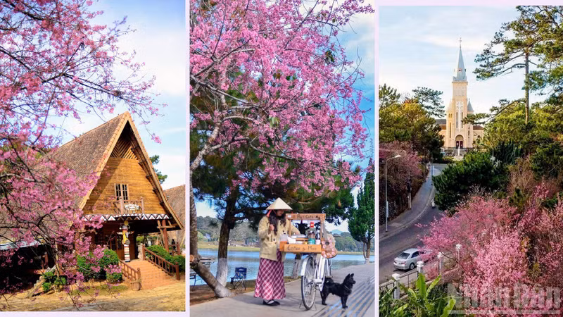 To visit Da Lat at this time is to feel time stand still — long enough to enjoy a complete spring love song beneath canopies of radiant cherry blossoms.