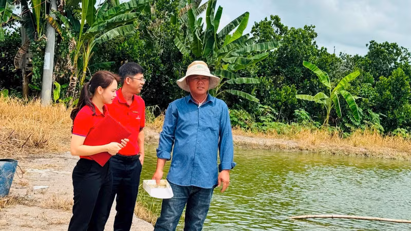 Huynh Tan Dat from Binh Hang Trung commune, Dong Thap province (first from right), earns a stable income thanks to bank loans for raising tra fish fingerlings. (Photo: Huu Nghia)
