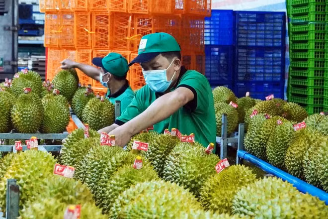 The farm produce traceability system is piloted for durians. (Photo: kinhtedothi.vn)