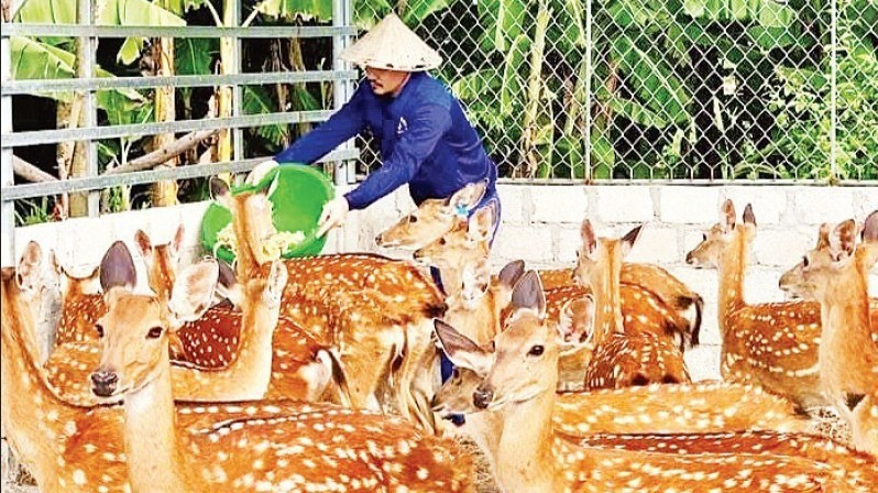A start-up model producing deer velvet products developed by Nguyen Khac Huan in Ha Tinh Province.