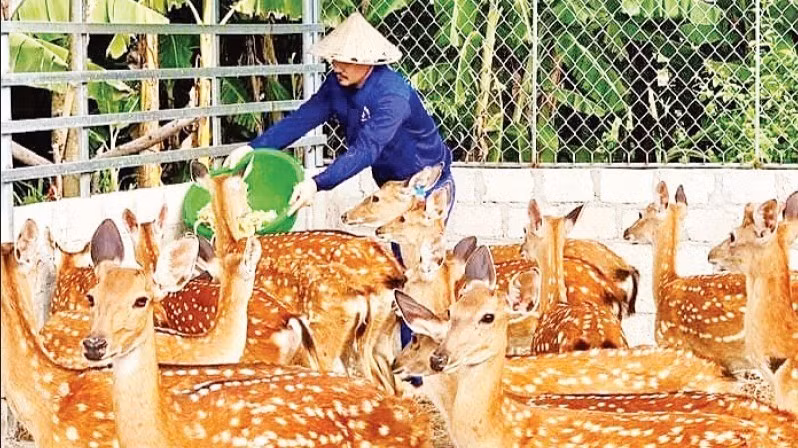 A start-up model producing deer velvet products developed by Nguyen Khac Huan in Ha Tinh Province.