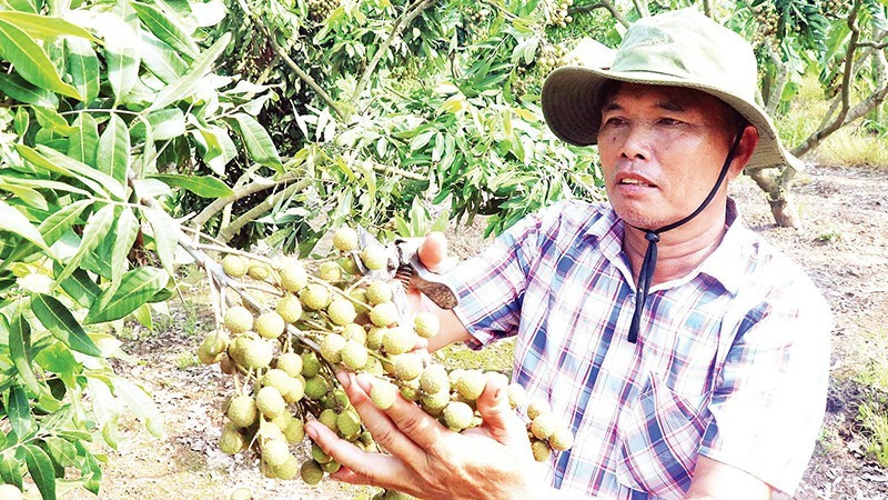 Farmers in Tan Hung commune, Hung Yen province, are enjoying a fruitful longan season.