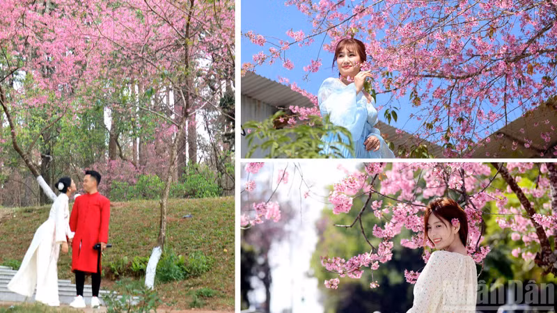 Visiting Da Lat in this season, strolling leisurely along blossom-shaded paths, one feels as if drifting through a romantic film — where soul and nature blend into a uniquely passionate spring love song of this dreamy land.