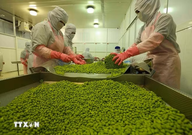 Workers process soybean for exports. (Photo: VNA)