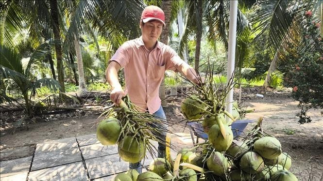 A farmer harvesting coconuts. (Illustrative photo: VNA)