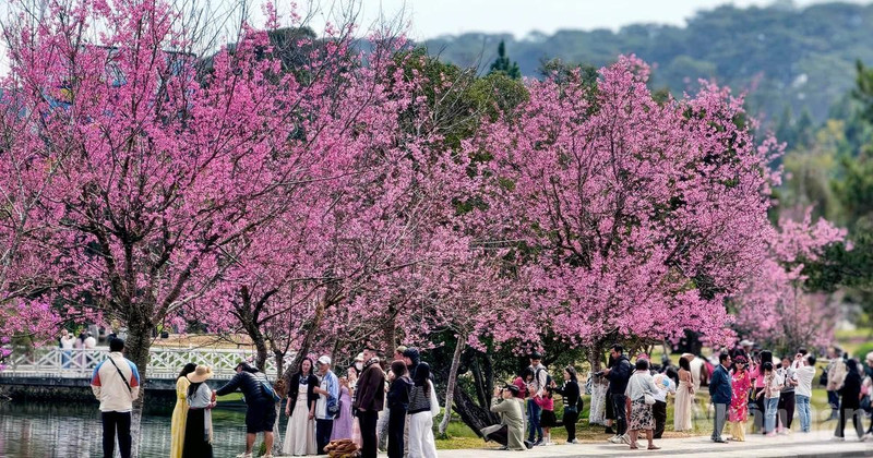 Across the mountain city of Da Lat, cherry blossoms burst into bloom, their hues likened to “the rosy lips of a loved one”, leaving countless travellers spellbound.