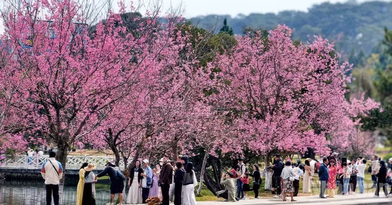 Across the mountain city of Da Lat, cherry blossoms burst into bloom, their hues likened to “the rosy lips of a loved one”, leaving countless travellers spellbound.