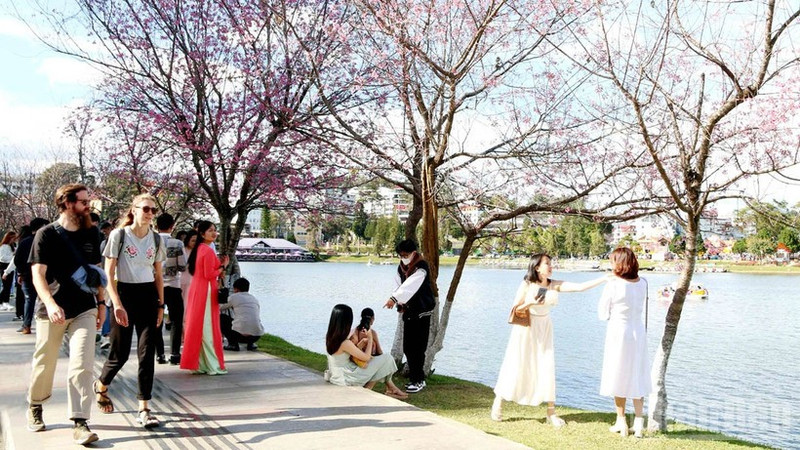 Cherry blossoms have long been regarded as harbingers of spring in Da Lat.