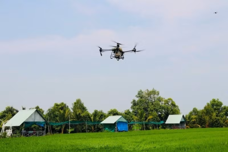 Using drones to spray pesticides in Thap Muoi district, Dong Thap province. (Photo: MINH ANH)
