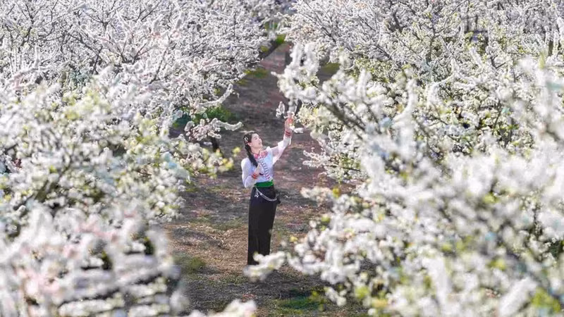 Amid the vast greenery of forests and mountains, the white hues of early plum blossoms glow brightly, like drifting clouds of mist resting on tree branches—pure, delicate and fleeting.