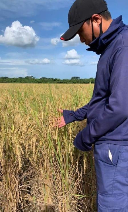 Master Pham The Cuong evaluates rice yield before harvest. cuba-2.jpg