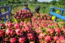 From high-standard markets to the global value of the Vietnamese brand