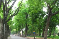 Ha Noi possesses a diverse system of urban trees, though planning has yet to be truly scientific.