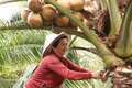 At a coconut orchard in Dong Thap province (Photo: VNA)