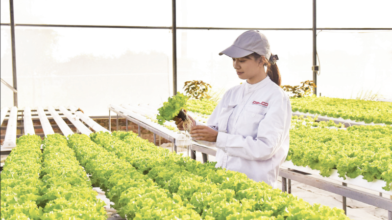 The Delco Farm smart farming model in Thuan Thanh Commune, Bac Ninh Province, is built and designed according to high-tech standards. (Photo: TUE NGHI)